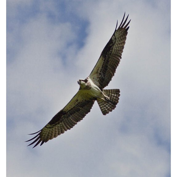 Schmeltzer Hawk Glossy Poster