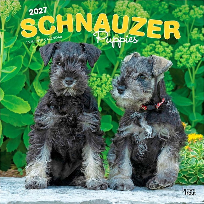 Schnauzer Puppies 2027 12 X 24 Inch (Hanging) Monthly Square Wall Calendar Plastic-Free, (Paperback)
