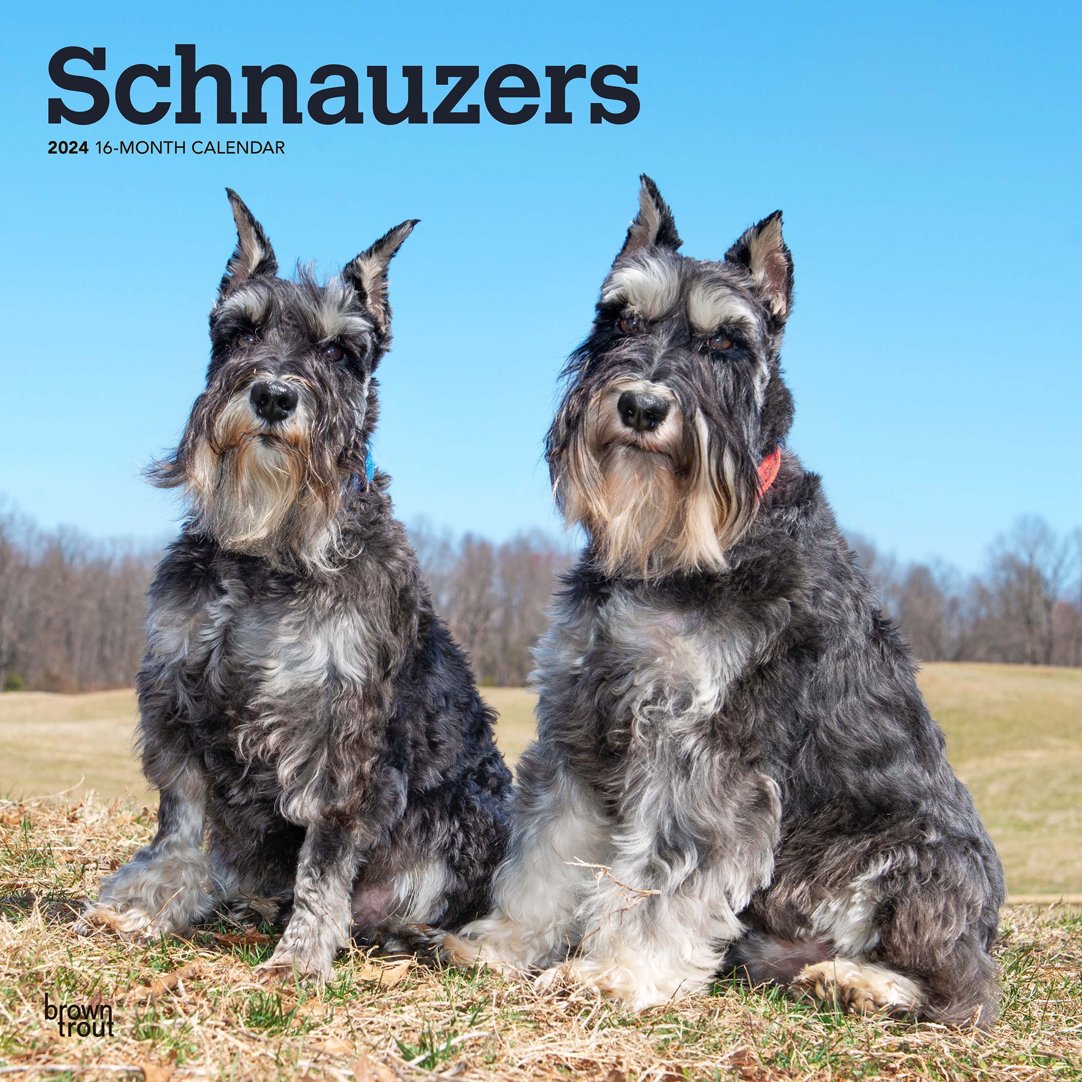 Schnauzers 2024 12x24" (Hanging) Square Wall Calendar BrownTrout