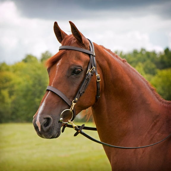 Schneiders Premier Arabian Training Bridle Double Adjustment | Easy Bit Changes