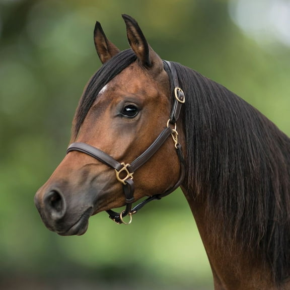 Schneiders Premier Scottsdale Padded 3/4" Halter | No-Rub Padded | Cob Size
