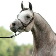 Schneiders Victor Supreme David Boggs Arabian Training Horse Halter | Yearling