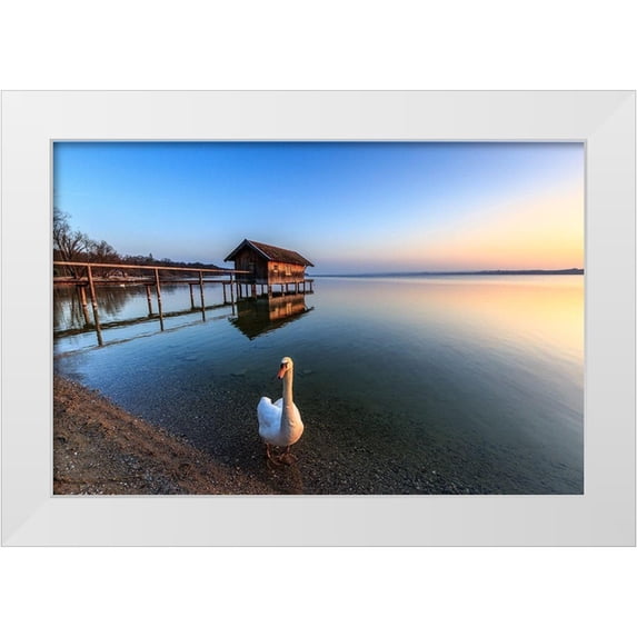 Scholz, Markus 32x23 White Modern Wood Framed Museum Art Print Titled - Schwan am Ammersee