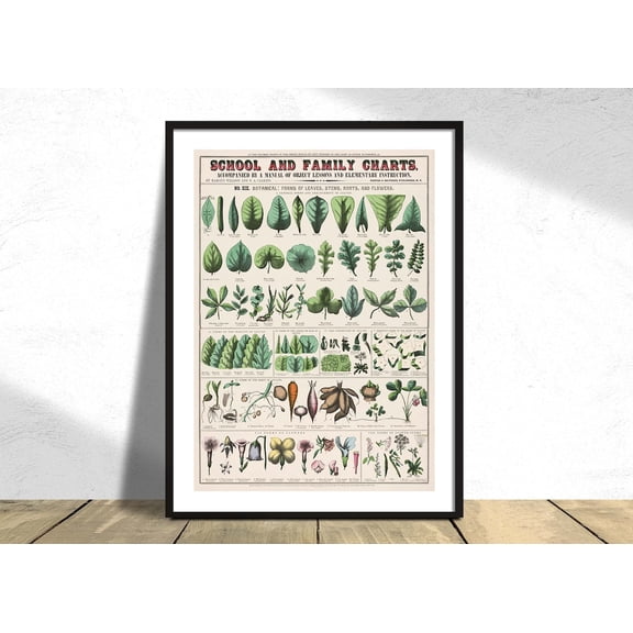 School And Family Charts No Xix Botanical Forms Leaves Stems Roots Flowers Wall Decor, Stretched Canvas 12x16in