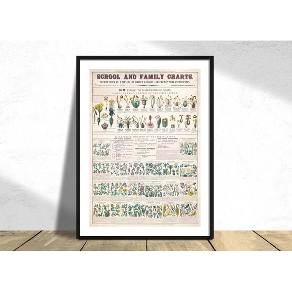 School And Family Charts No Xx Botanical Forms Leaves Stems Roots Flowers Botany, Unframed Paper Poster 8x10in
