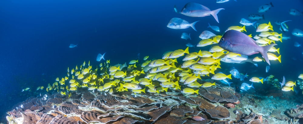 School of Bluestripe Snappers (Lutjanus kasmira) swimming about a section of plate corals found on the reefs of Sodwana Bay South Africa Canvas Art - Panoramic Images (27 x 9)