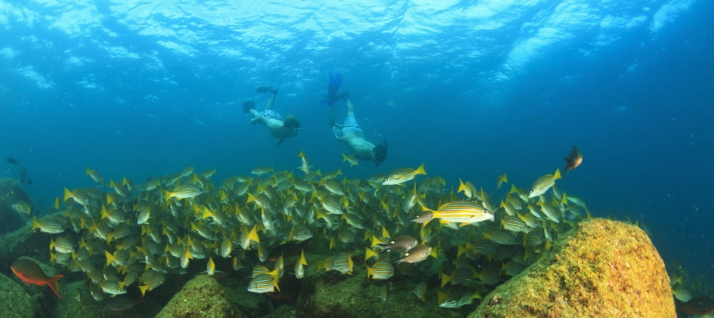 A School Of Fish Underwater And Two Tourists Scuba Diving At Los Islotes National Marine Park Espiritu Santo Island La Paz Baja California Mexico Canvas Art - Stuart Westmorland Design Pics (44 x 20)