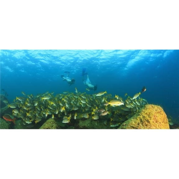 A School of Fish Underwater & Two Tourists Scuba Diving At Los Islotes National Marine Park Espiritu Santo Island - La Paz Baja California Mexico Poster Print - 23 x 10