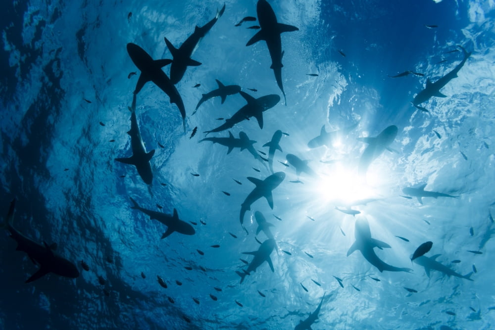 School of Grey reef sharks (Carcharhinus amblyrhynchos) at the surface of the water off the island of Yap Yap Micronesia Canvas Art - Dave Fleetham Design Pics (19 x 12)