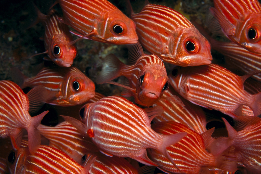 School Hawaiian Squirrelfish (Sargocentron Xantherythrum) Endemic Many Close-Up A84C Canvas Art - Ed Robinson Design Pics (19 x 12)