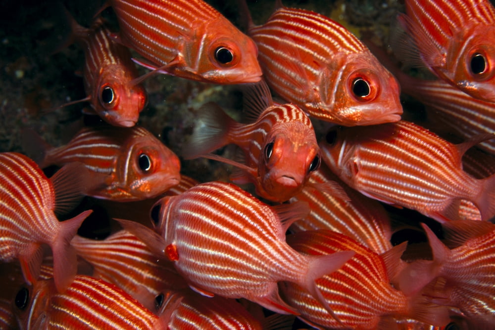 School Hawaiian Squirrelfish (Sargocentron Xantherythrum) Endemic Many Close-Up A84C Canvas Art - Ed Robinson Design Pics (38 x 24)