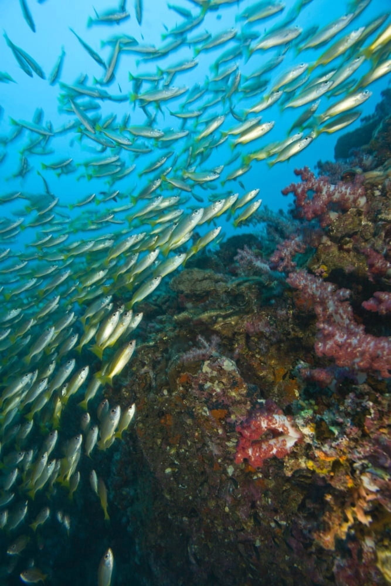 School Of Bigeye Snappers (Lutjanus Lutjanus) Canvas Art - Stuart Westmorland Design Pics (12 x 18)