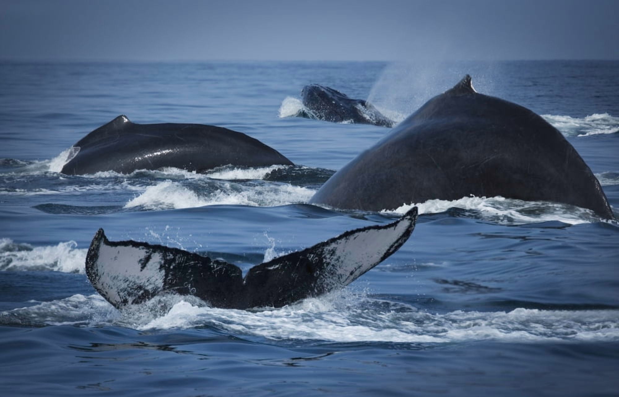 School Of Humpback Whales Canvas Art - Darren Greenwood Design Pics (34 x 22)