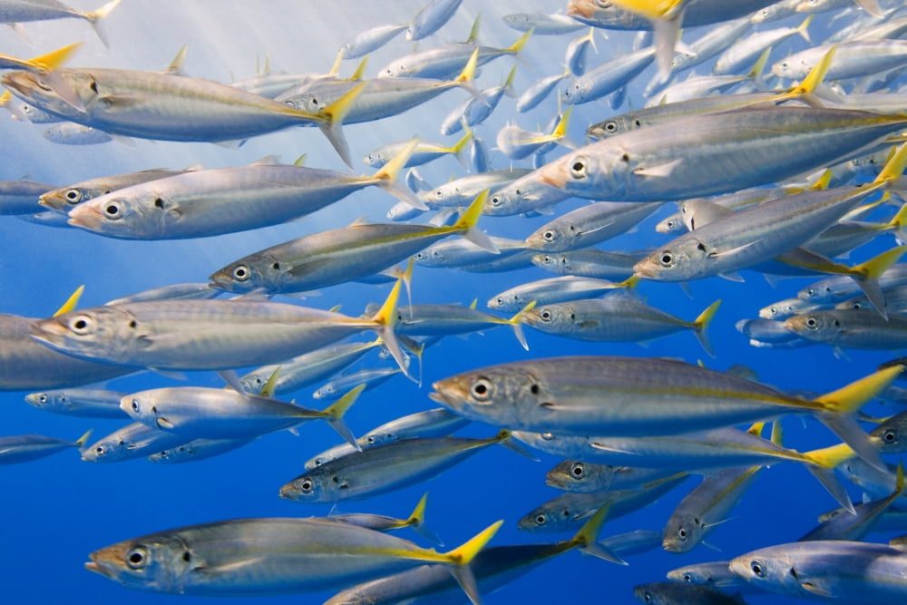 School Of Rainbow Runners Sea Of Cortez Mexico Canvas Art - Carson Ganci Design Pics (17 x 11)