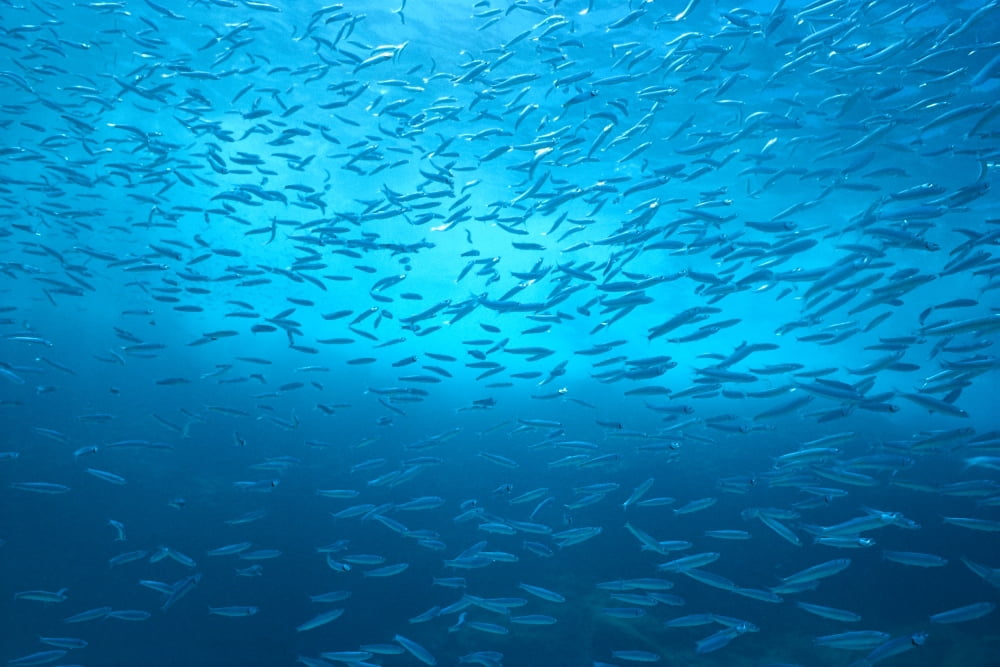 School Of Small Silver Fish Hundreds In Clear Blue Water Near Surface Canvas Art - Mary Van de Ven Design Pics (19 x 12)