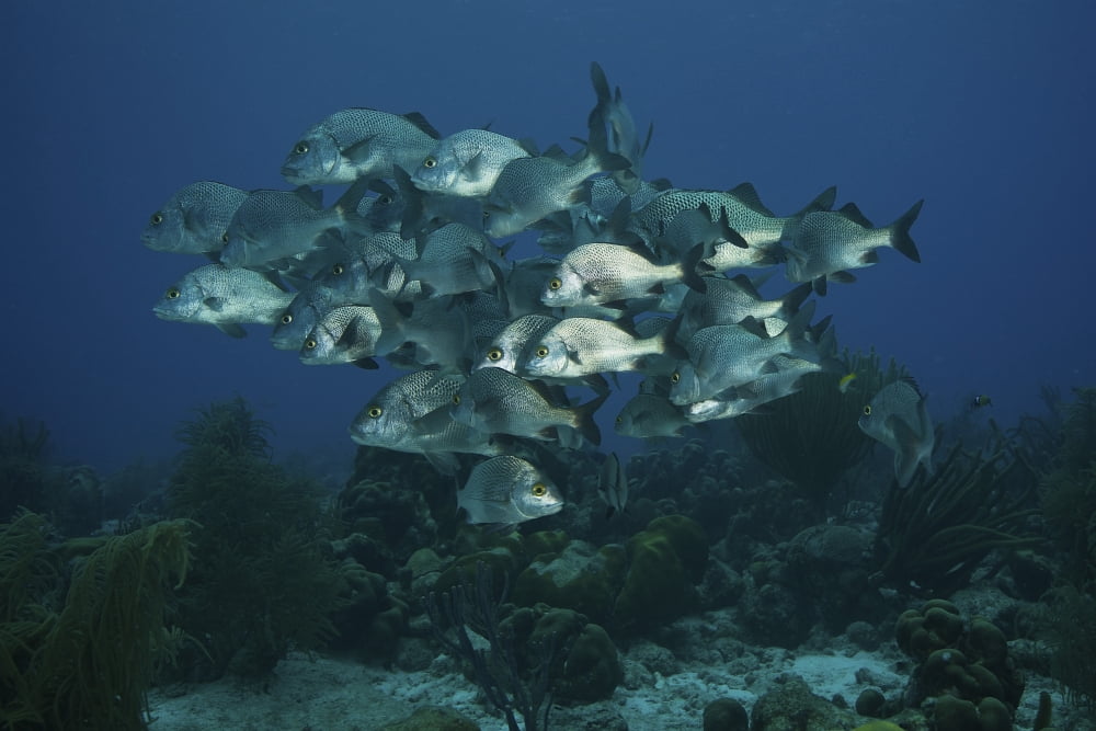 School of Black Margate congregate on top of the reef Canvas Art - Terry MooreStocktrek Images (18 x 12)