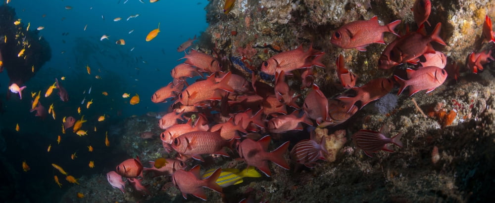 School of Blotcheye Soldierfish (Myripristis berndti) swimming underwater Sodwana Bay South Africa Canvas Art - Panoramic Images (27 x 9)