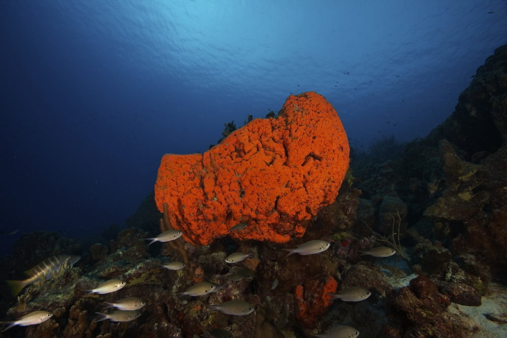 School of Brown Chromis near a large elephant ear sponge Canvas Art - Terry MooreStocktrek Images (35 x 23)