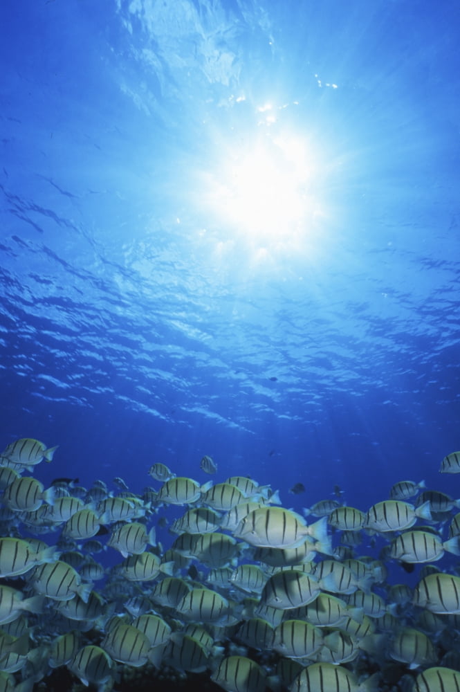 School of Convict Tang Manihi French Polynesia Canvas Art - Beverly FactorStocktrek Images (12 x 17)