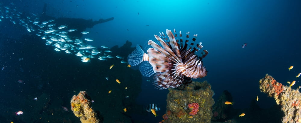 School of Devil Firefish (Pterois miles) floats above Coopers Light Wreck Durban South Africa Canvas Art - Panoramic Images (36 x 12)