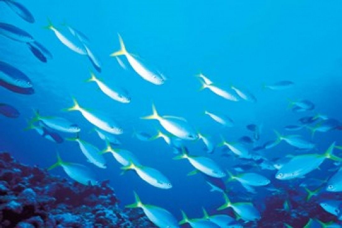 School of Fish Underwater Canvas Art - Panoramic Images (18 x 12)