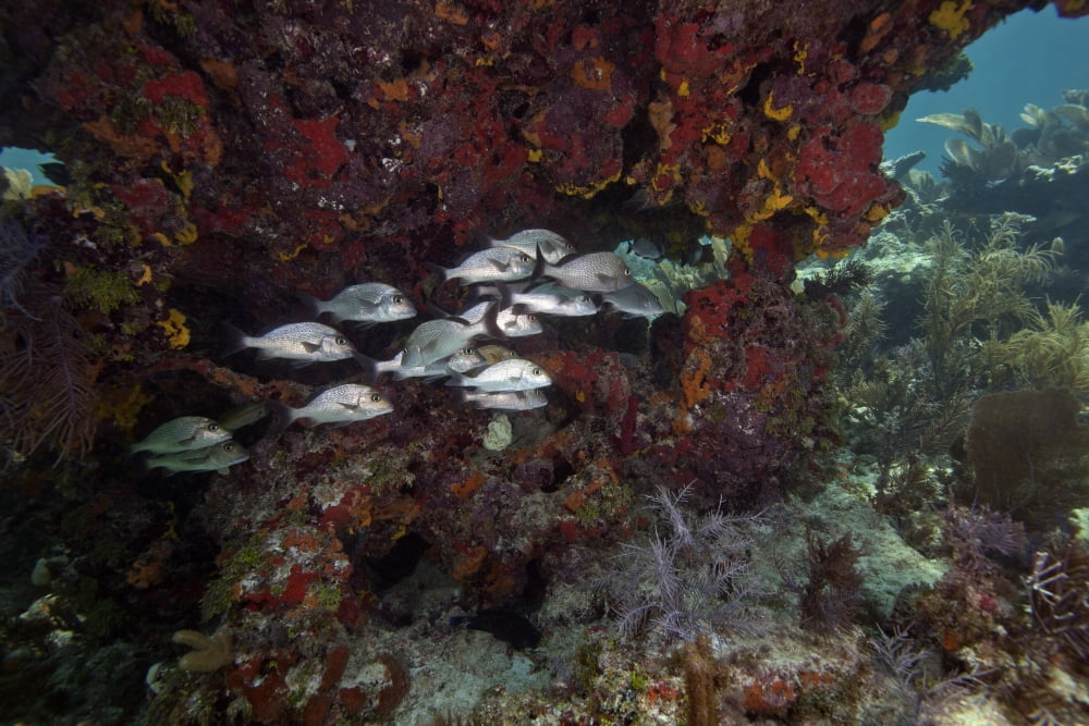 School of Gray Snapper amongst a colorful reef Canvas Art - Michael WoodStocktrek Images (35 x 23)
