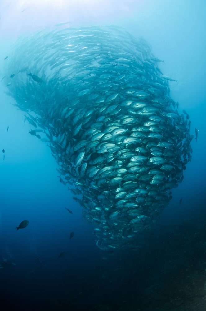 School of Jacks Indonesia Canvas Art - Todd WinnerStocktrek Images (23 x 35)