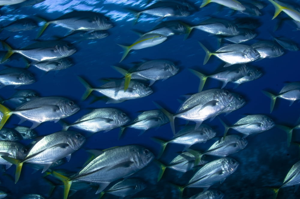 School of Jacks in motion Belize Canvas Art - Todd WinnerStocktrek Images (18 x 12)