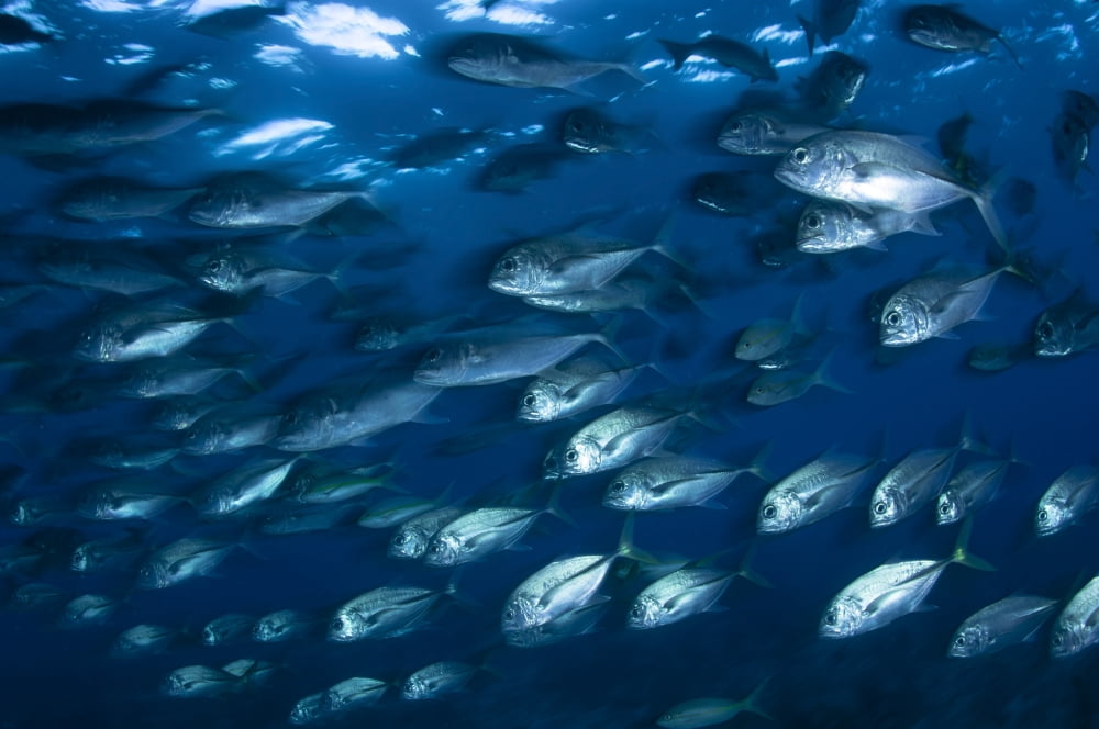 School of Jacks in motion Belize Canvas Art - Todd WinnerStocktrek Images (18 x 12)