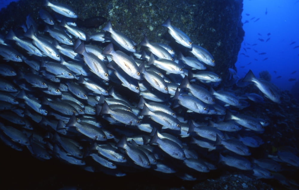 School of Jacks in motion Cocos Island Costa Rica Canvas Art - Beverly FactorStocktrek Images (18 x 12)