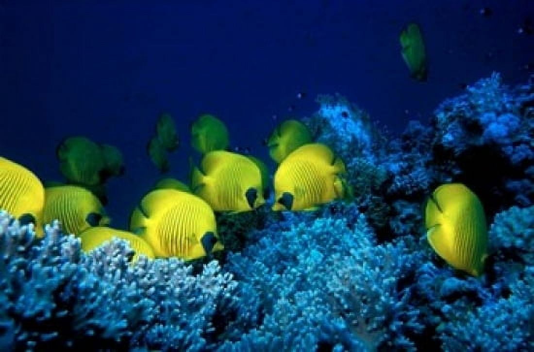 School of Masked Butterflyfish Red Sea Egypt Canvas Art - Ali Kabas DanitaDelimont (18 x 12)