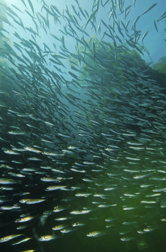 School of Pacific sardines in kelp forest Canvas Art - Brent BarnesStocktrek Images (12 x 17)