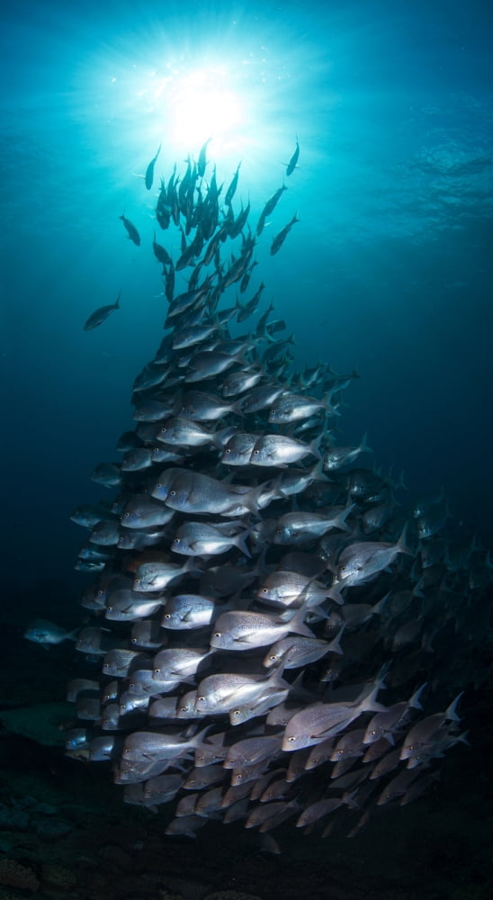 School of Slingers swimming in sea Sodwana Bay South Africa Canvas Art - Panoramic Images (9 x 27)