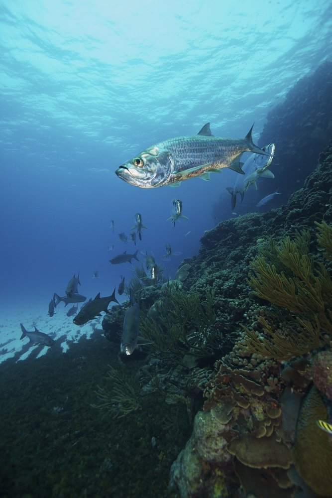 School of Tarpon Bonaire Caribbean Netherlands Canvas Art - Terry MooreStocktrek Images (23 x 35)