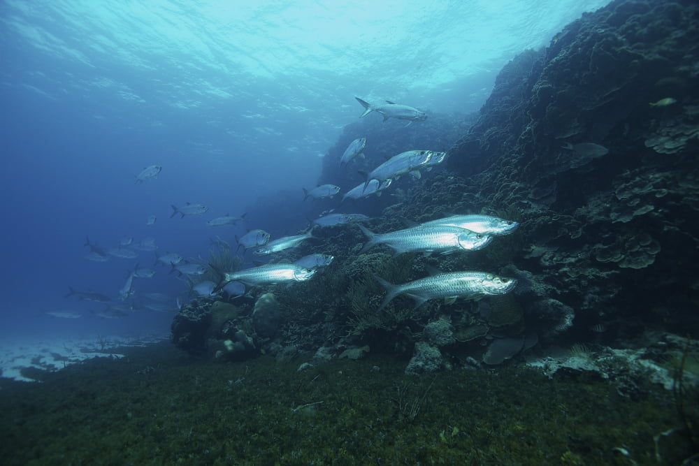 School of Tarpon Bonaire Caribbean Netherlands Canvas Art - Terry MooreStocktrek Images (35 x 23)