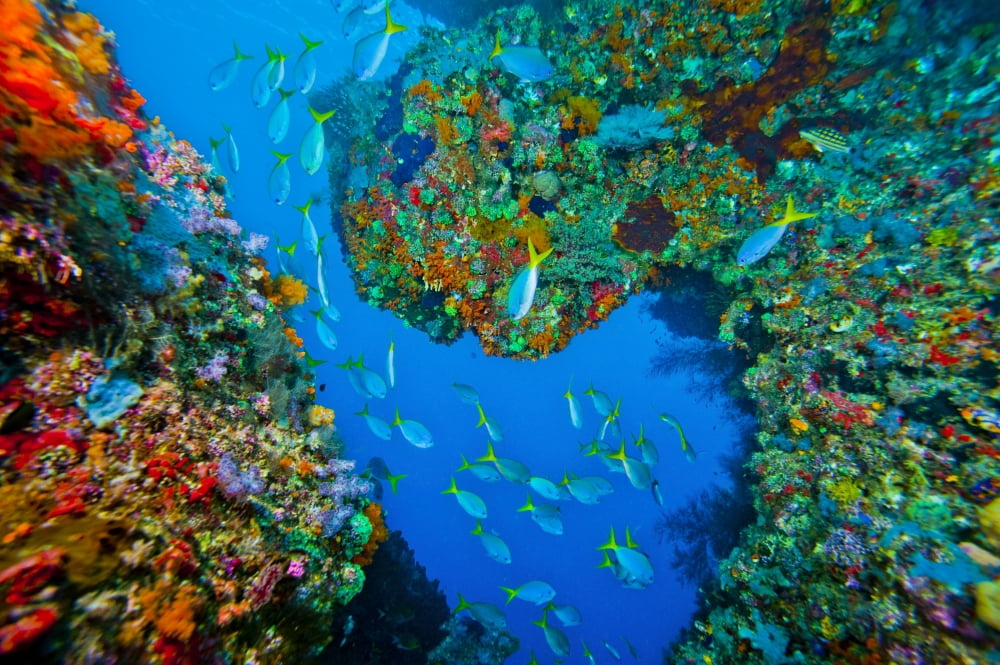 School of Yellowtail Fusilier Raja Ampat Indonesia Canvas Art - Beverly FactorStocktrek Images (18 x 12)