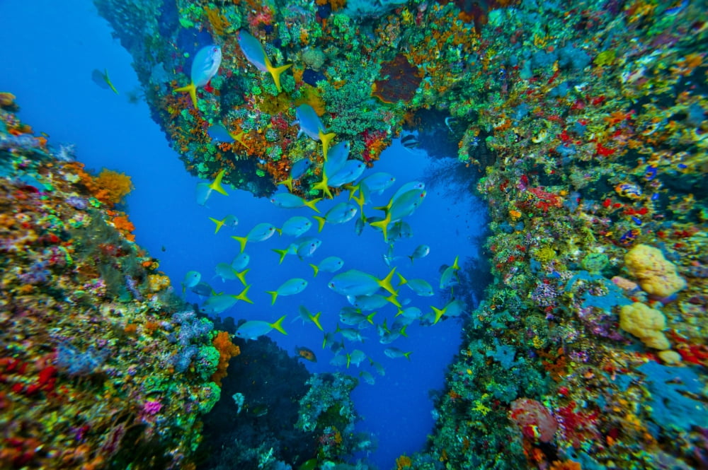 School of Yellowtail Fusilier Raja Ampat Indonesia Canvas Art - Beverly FactorStocktrek Images (18 x 12)