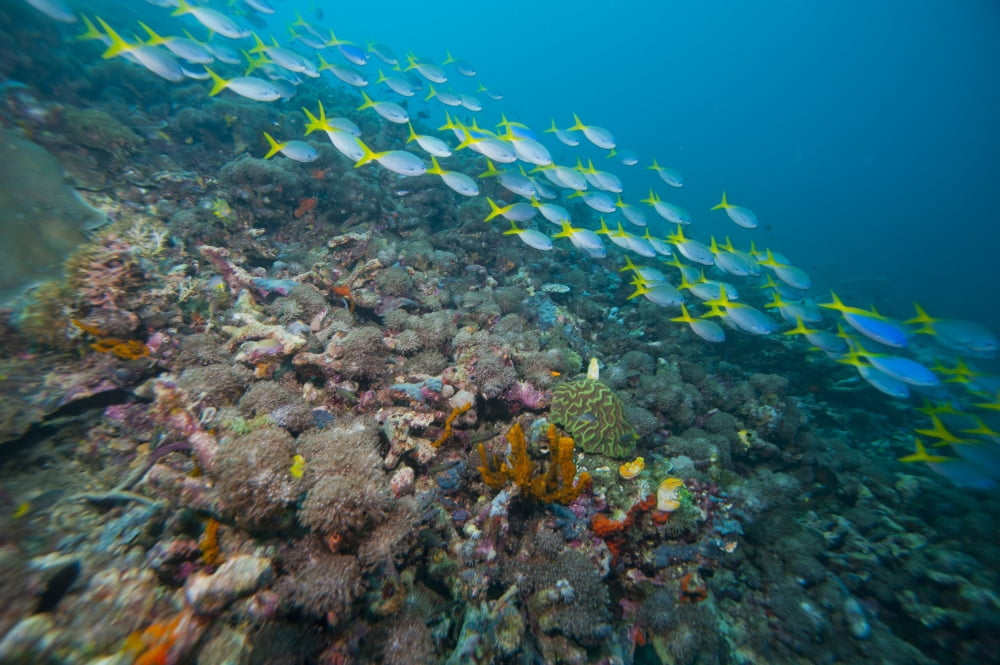 School of Yellowtail Fusilier Raja Ampat Indonesia Canvas Art - Beverly FactorStocktrek Images (35 x 23)