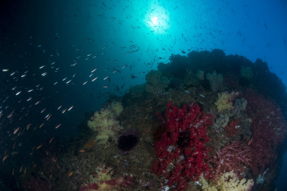 School of anthias fish swimming around a colorful reef of soft corals Canvas Art - Mathieu MeurStocktrek Images (17 x 12)