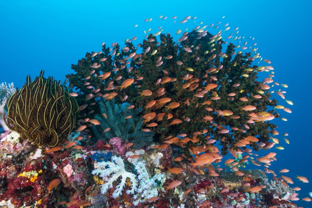 School of anthias fish swimming over a colorful reef Canvas Art - Mathieu MeurStocktrek Images (34 x 23)