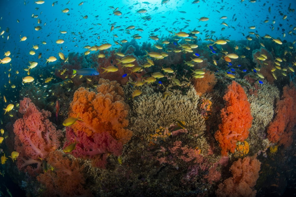School of anthias fish swimming over colorful soft coral Philippines Canvas Art - Mathieu MeurStocktrek Images (34 x 23)