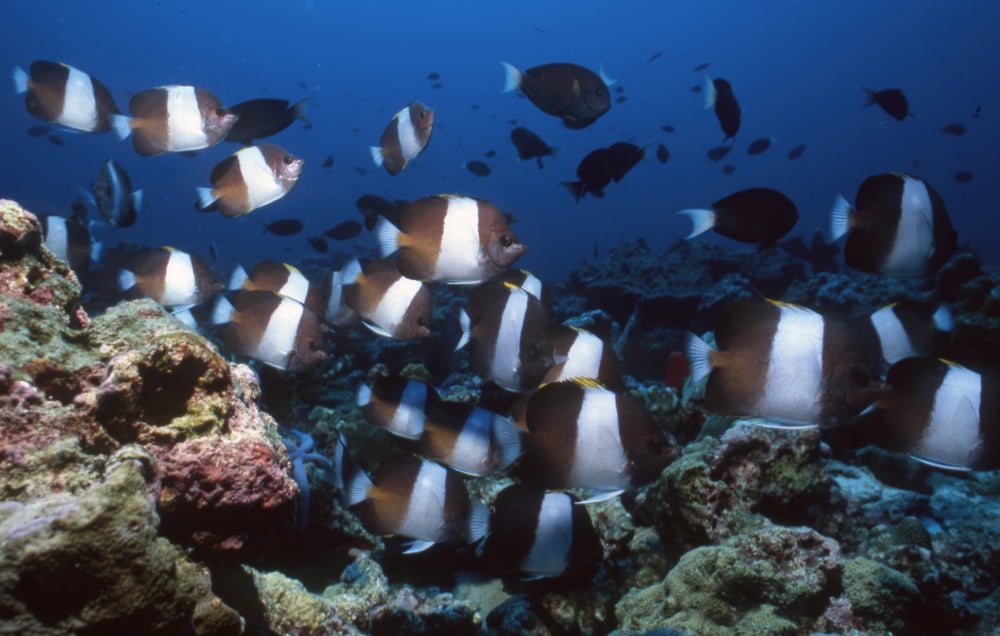 School of banded butterflyfish Thailand Canvas Art - Beverly FactorStocktrek Images (35 x 23)