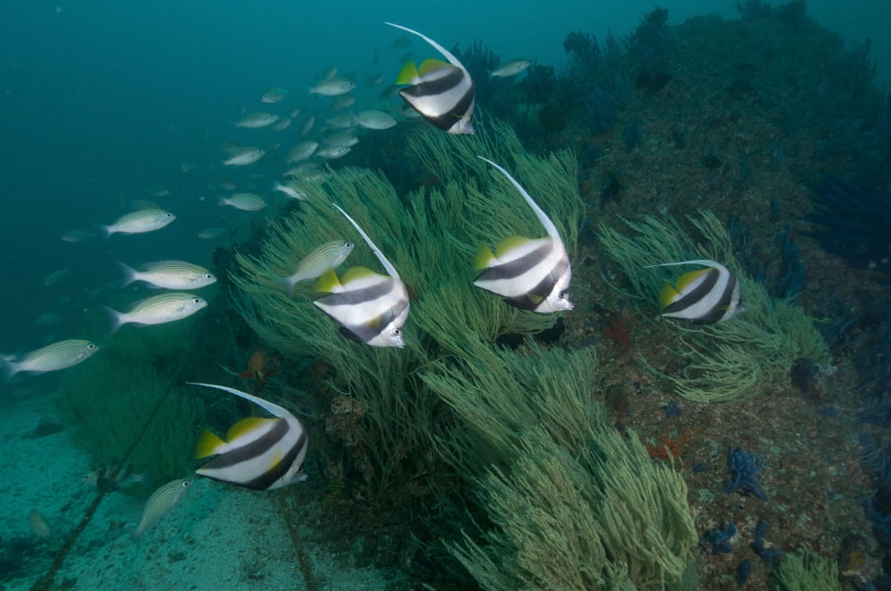 School of bannerfish Musandam Dibba Oman Canvas Art - Mathieu MeurStocktrek Images (18 x 12)
