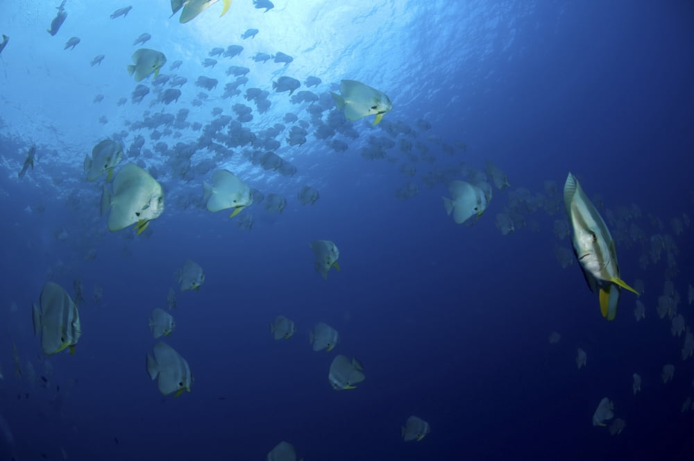 School of batfish Christmas Island Australia Canvas Art - Mathieu MeurStocktrek Images (35 x 23)