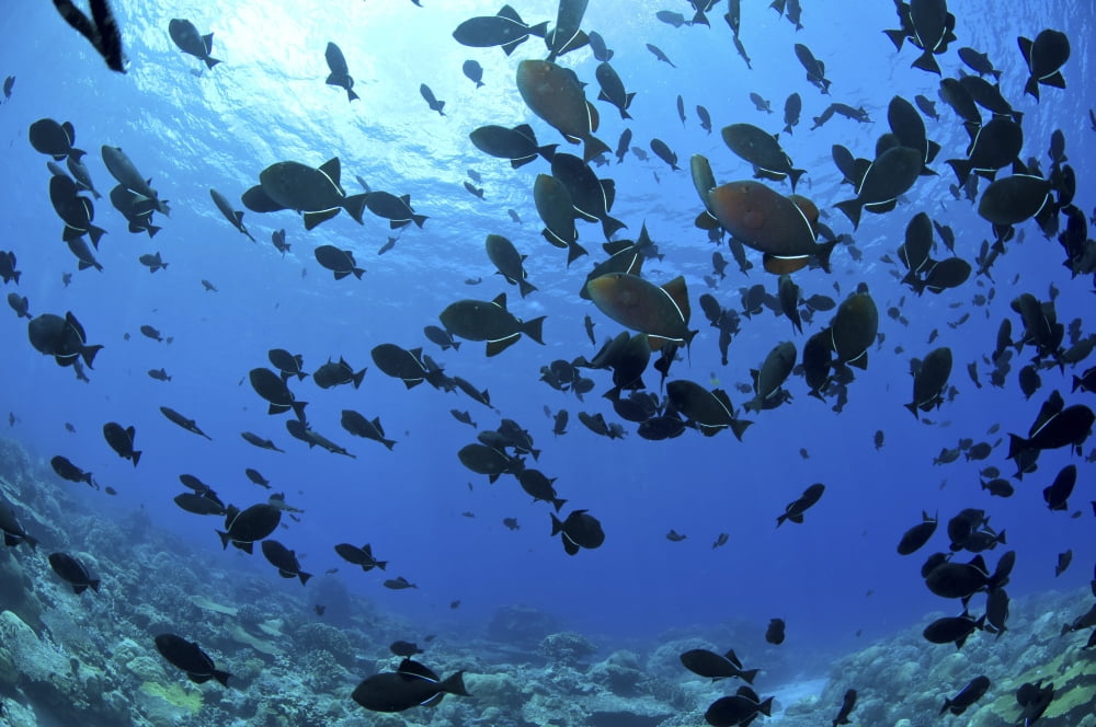 School of black Indian Ocean triggerfish Christmas Island Australia Canvas Art - Mathieu MeurStocktrek Images (18 x 12)