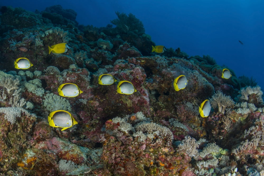 School of butterflyfish and rabbit fish over colorful reef Canvas Art - Mathieu MeurStocktrek Images (34 x 23)
