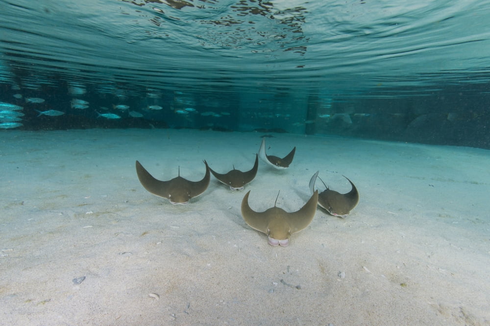 School of cownose ray in formation over white sandy bottom Canvas Art - Mathieu MeurStocktrek Images (34 x 23)