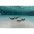 thumbnail image 1 of School of cownose ray in formation over white sandy bottom Poster Print, 1 of 2