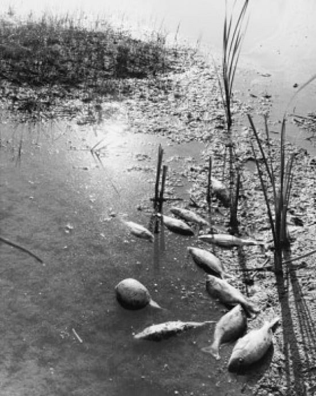 School of dead fish in a marsh Canvas Art - (24 x 36)