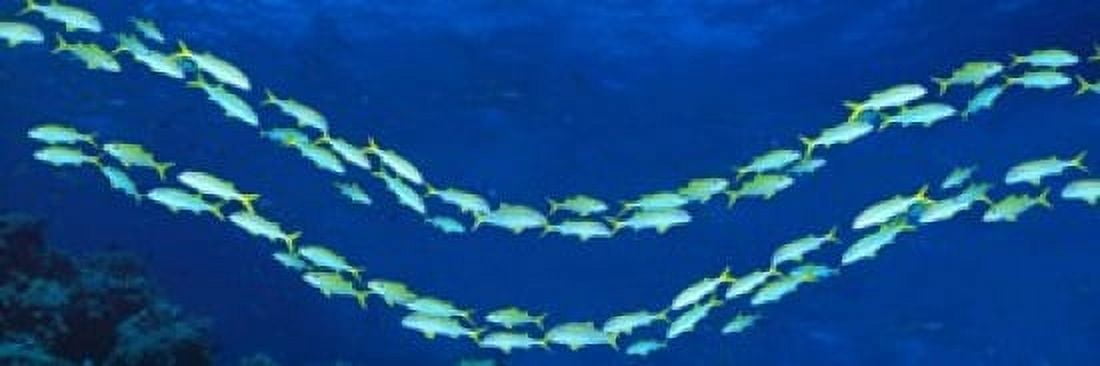 School of fish Great Barrier Reef Australia Canvas Art - Panoramic Images (18 x 6)
